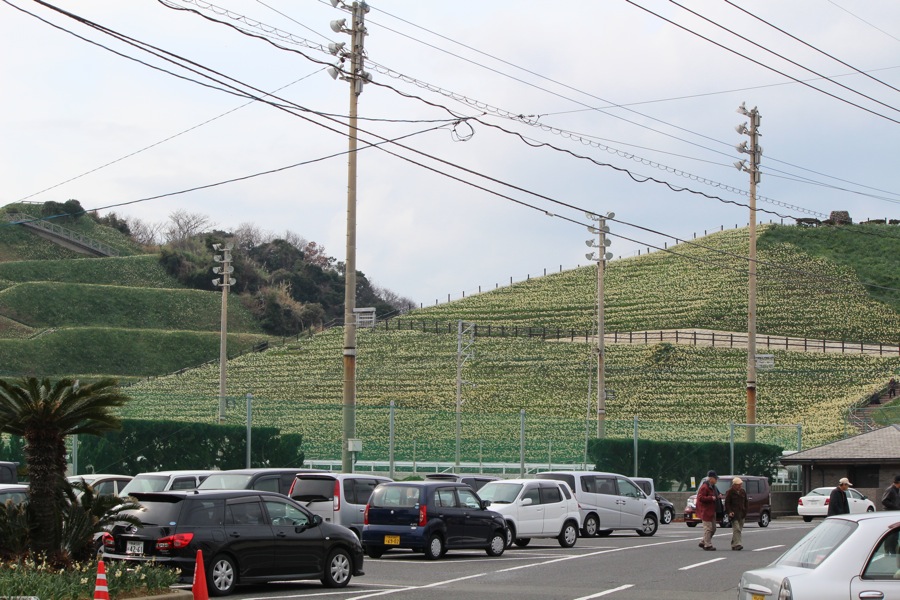 長崎運動公園的『水仙之里』。已經過了盛開期也仍然那麼多花開。