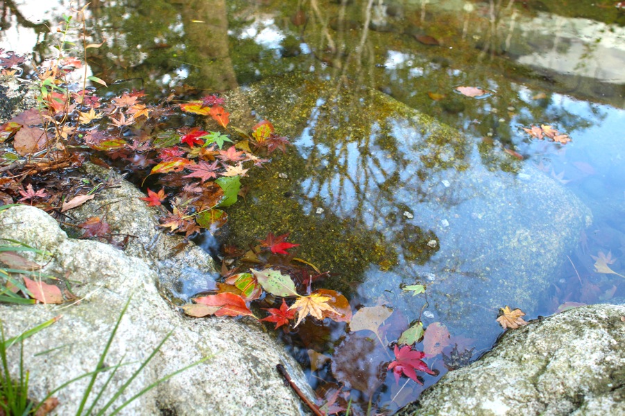 庭園的水池，水面的落葉也有雅致