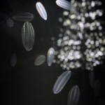 水母館有多種水母，有照明效果更加好看。